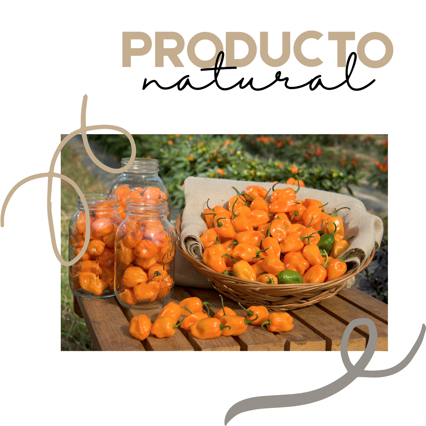 Salsa habanera | Gourmet | Tradicional | 300grs | Mexpofood