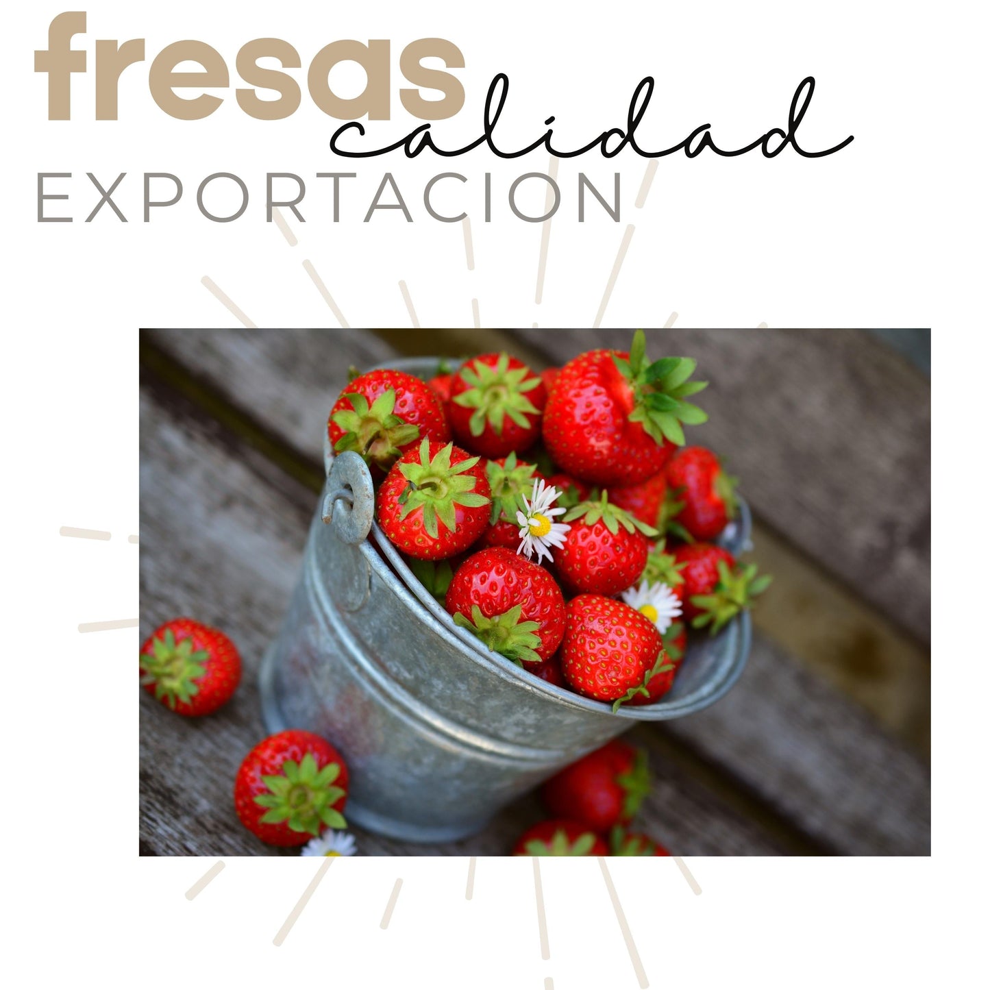 Fresas cristalizadas con chile 4 bolsas snack.